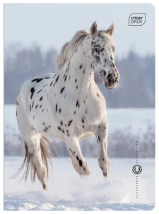 Zeszyt A5 16 Kartek Kolorowa Linia 70G Wild Horses Interdruk